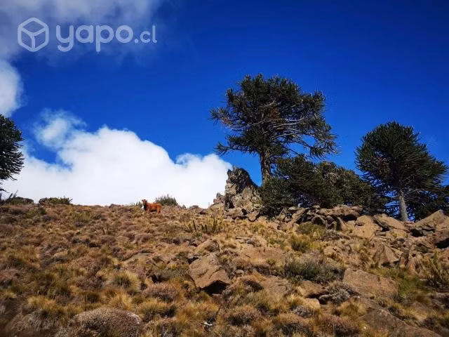 Terreno en lonquimay
