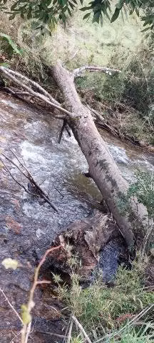 Campo con calidad indijena en villarrica