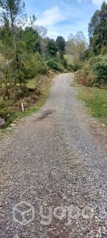 Campo con calidad indijena en villarrica