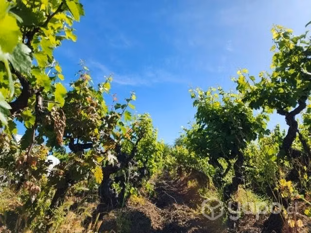 Hermoso terreno con viña