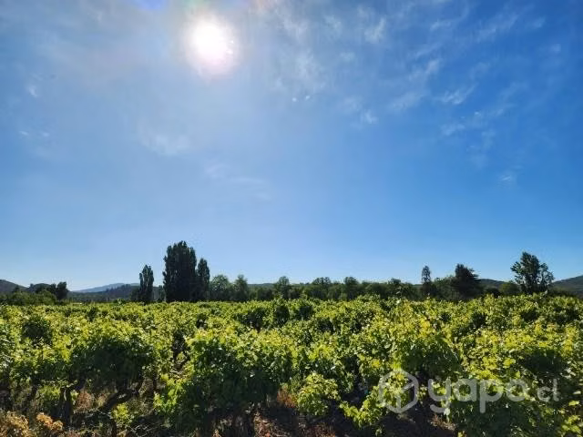 Hermoso terreno con viña