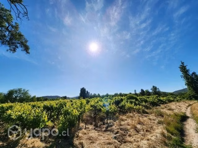 Hermoso terreno con viña