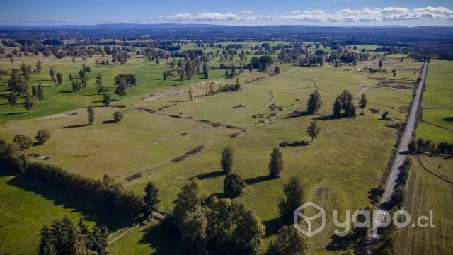 Campo Los Lingues - Osorno