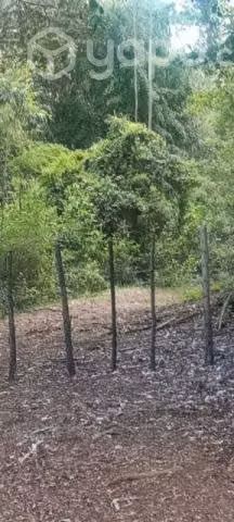 Terreno en Lanco - Imagen 5
