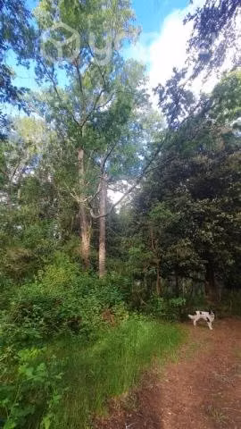 Terreno en Lanco - Imagen 10