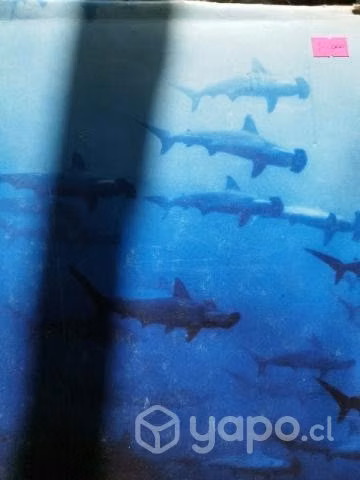 Sharks (tiburones) de Michael Muller