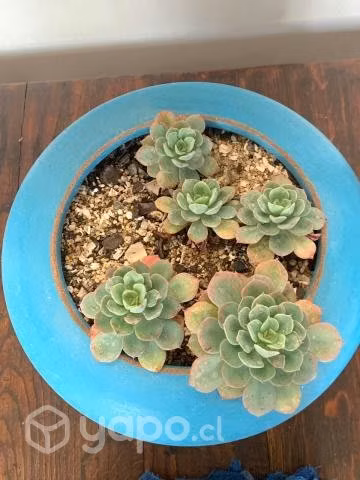 Echeveria runyonii en macetero de celeste