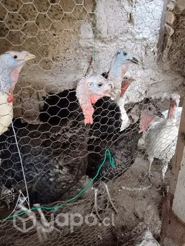 Venta de pavos del año