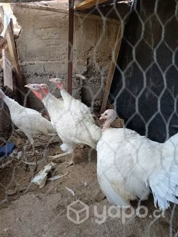 Venta de pavos del año