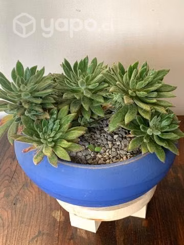Echeveria setosa en macetero azul