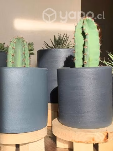 Cactus en macetero gris