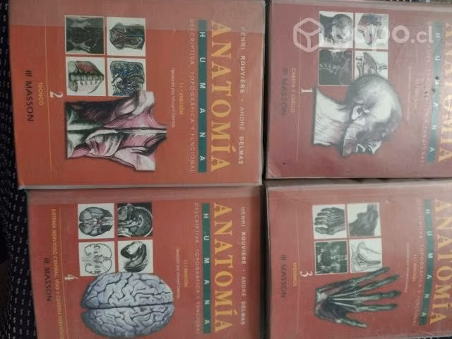 Anatomía humana