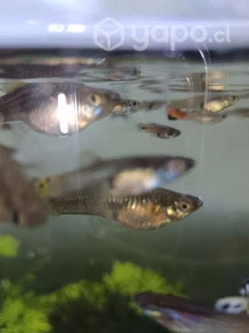 Peces Guppy nuevos - Imagen 4