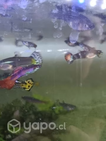 Peces Guppy nuevos - Imagen 2