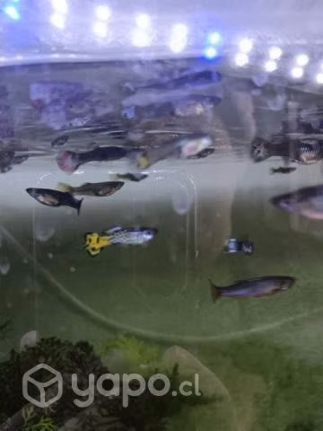 Peces Guppy nuevos - Imagen 6