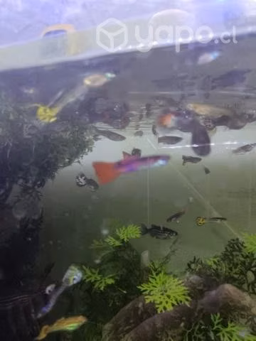 Peces Guppy nuevos - Imagen 5