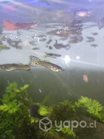 Peces Guppy nuevos - Imagen 3