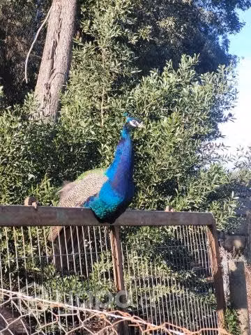 Pavo real azul reproductor