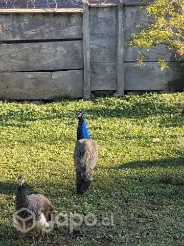 Pavo real azul reproductor