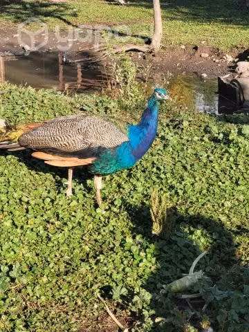 Pavo real azul reproductor