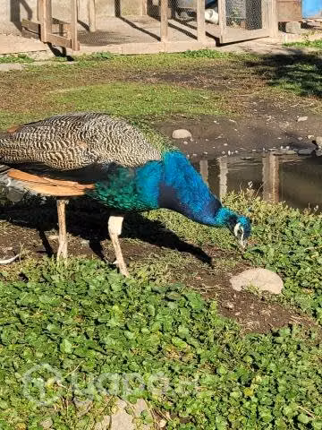 Pavo real azul reproductor