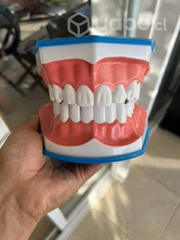 Macro modelo boca dental
