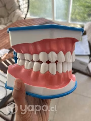 Macro modelo boca dental