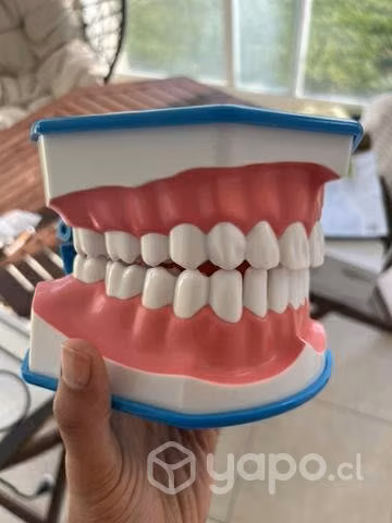Macro modelo boca dental
