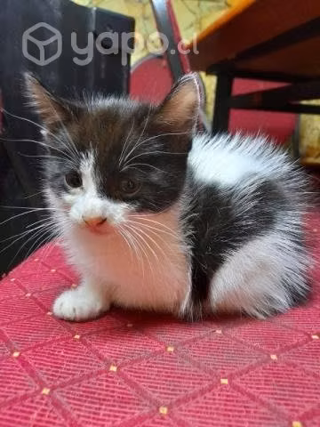 Se regalan gatitos - Imagen 2