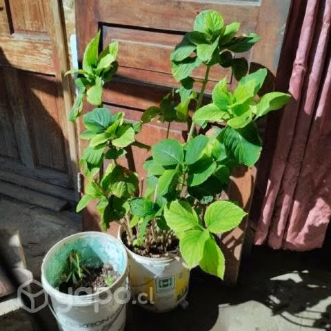 Hermosa planta de Hortensias.100 cm altura