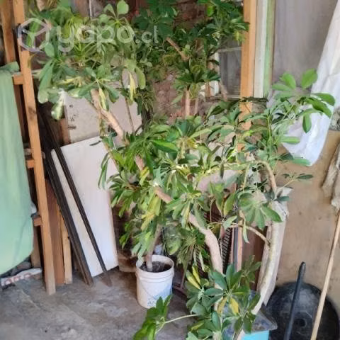 Oferta Hermosa planta schefflera 1:80 cm