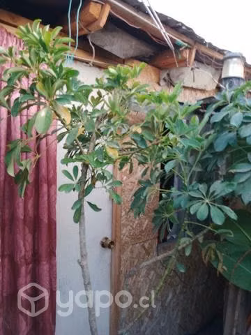 Sheflera 180cm