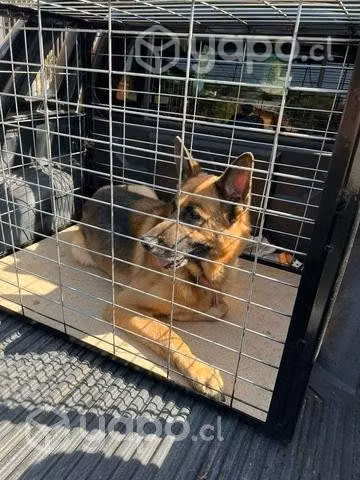 Jaulas para perros. ventas y arriendos - Imagen 2