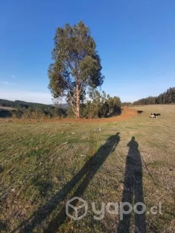 Se vende Campo de 3 hectáreas