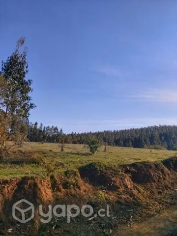 Se vende Campo de 3 hectáreas