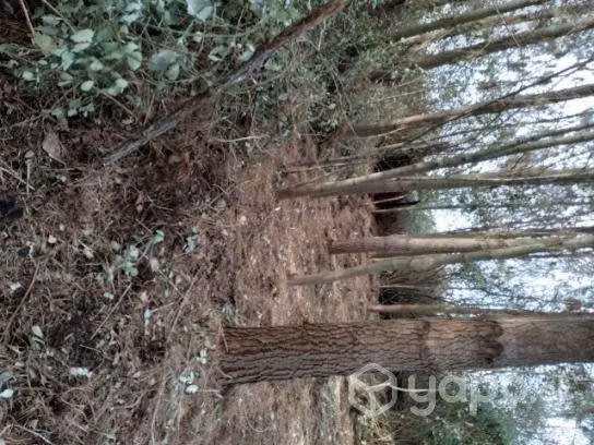 Vendo parcela 1 hectárea