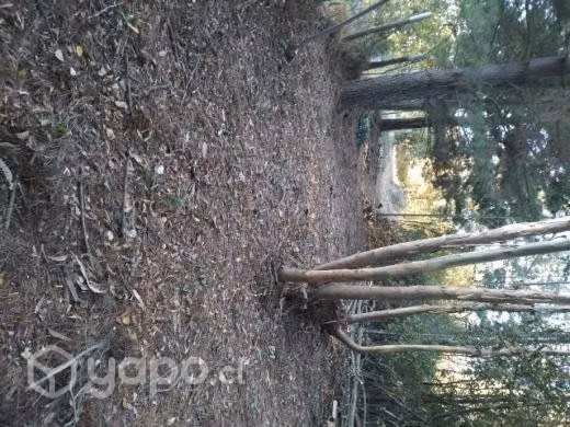 Vendo parcela 1 hectárea