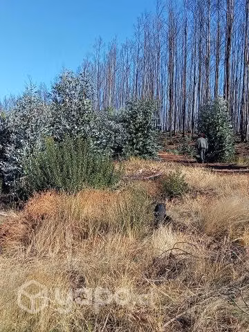 Se vende terreno en tolpan