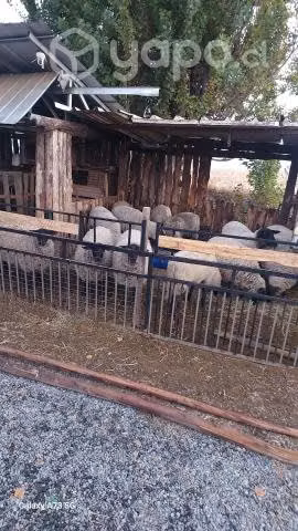 Ovejas
