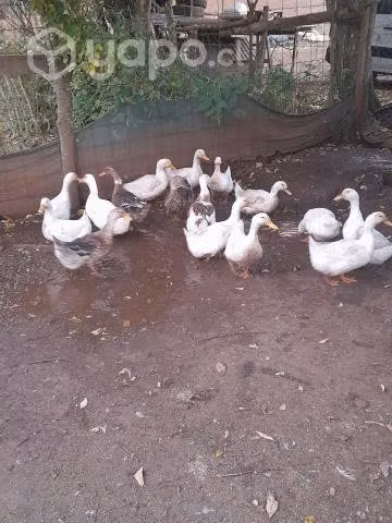 Patos (@)