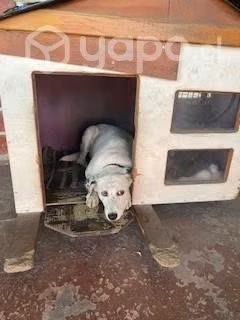 Casa de perro