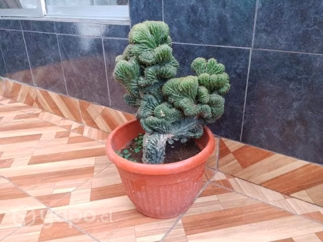 Cactus cerebro