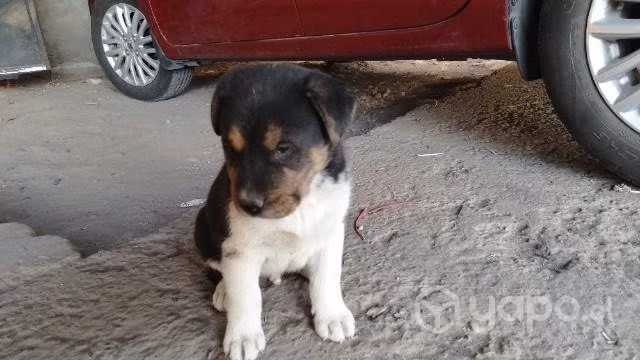 Se da en adopcion cachorro de 2 meses - Imagen 4