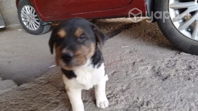 Se da en adopcion cachorro de 2 meses