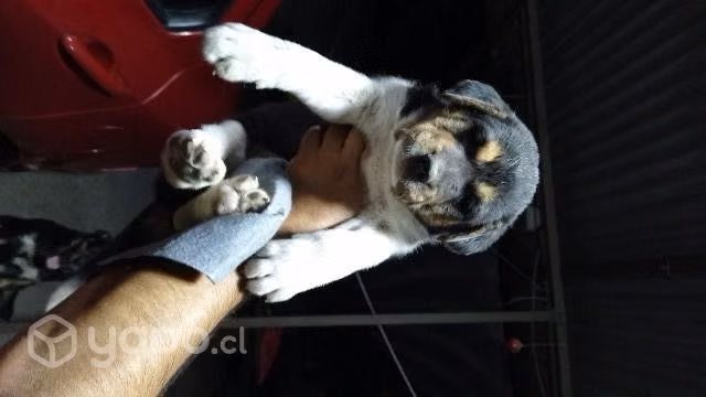 Se da en adopcion cachorro de 2 meses - Imagen 2