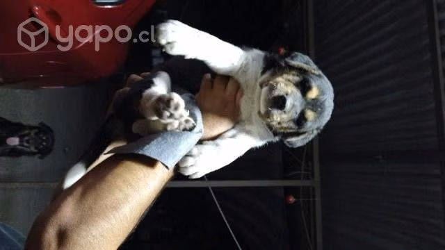 Se da en adopcion cachorro de 2 meses - Imagen 3