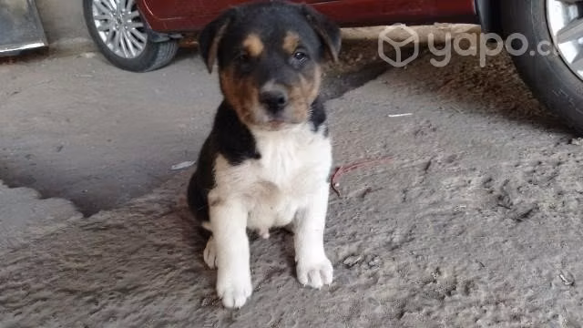 Se da en adopcion cachorro de 2 meses - Imagen 5