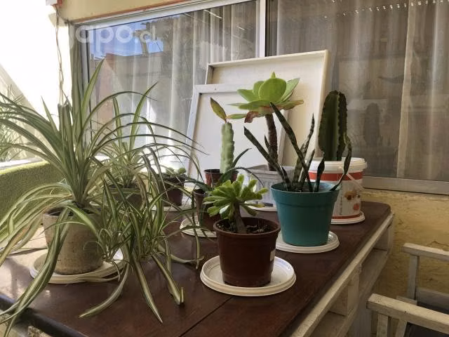 Por cambio de casa vendo - Imagen 3