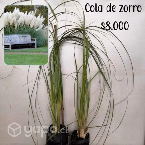 Cola de zorro
