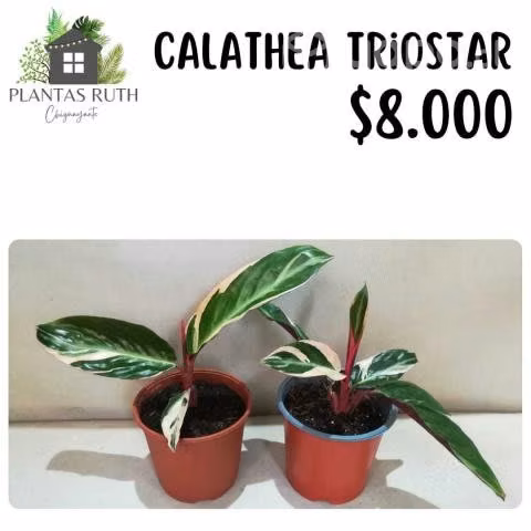 Calathea triostar